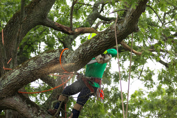 How Our Tree Care Process Works  in  Forrest, IL