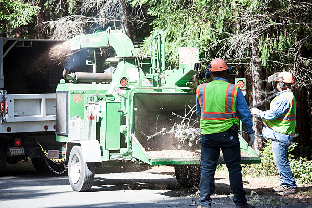 Forrest, IL Tree Removal Services Company